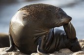 Southern Fur Seal - Punta San Juan Peru 
