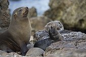 Southern Fur Seal and young - Punta San Juan Peru 