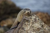 Southern Fur Seal at rest - Punta San Juan Peru 