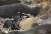 Southern Fur Seal and young - Punta San Juan Peru 
