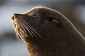 Portrait of Southern Fur Seal - Punta San Juan Peru 