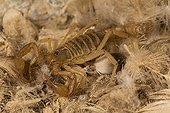 Scorpion prédateur de tique-Ile à guano de Pescadores  Pérou ; Scorpion spécialisé comme prédateur des tiques molles qui pullulent dans les colonies d'oiseaux marins.