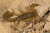 Scorpion prédateur de tique-Ile à guano de Pescadores  Pérou ; Scorpion spécialisé comme prédateur des tiques molles qui pullulent dans les colonies d'oiseaux marins.