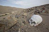 Looting of tomb - Valley of Poroma Nazca Desert Peru ; Looting of pre-Inca tombs