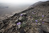 Bush flowers - Nazca Desert Peru