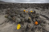 Cactus flowers - San Fernandino Nazca Desert Peru