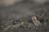 Burrowing owl on ground - San Fernandino Nazca Desert Peru