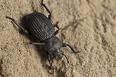 Beetle on sand - San Fernandino Nazca Desert Peru