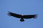 Andean Condor in flight - San Ferdinando Nazca Desert Peru