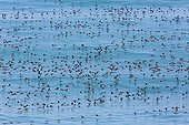 Guanay Cormorants on water - San Ferdinando Peru