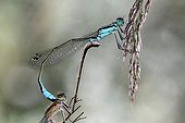 Blue-tailed damselflies mating on grass - France