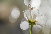 Opilione on a flower Oxeye Daisy - Alsace France