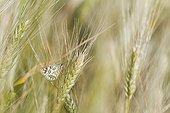 Marbled White on an ear of Corn - Provence France