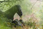 Icelandic pony eating flowers in the rain - Alsace France 