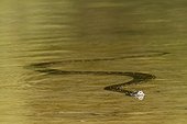 Asian Python in Nepal's river - Royal Bardia NP Nepal