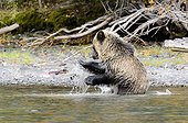 Grizzly bear cub playing in a stream in Canada