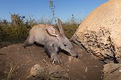 Aardvark looking for ants and termites under a rock -Namibia