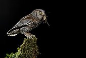 Eurasian Scops Owl perched with prey - Spain