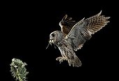 Eurasian Scops Owl in flight with prey - Spain