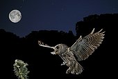 Eurasian Scops Owl in flight with prey under the moon -Spain