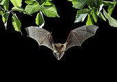 Serotine Bat flying at night - Spain
