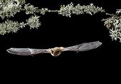 Serotine Bat flying at night - Spain