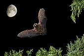 Serotine Bat flying at night and moon - Spain