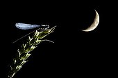 Damselfly on a ear of corn and the moon - Spain