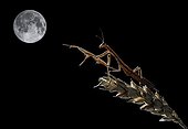 European Mantis on a ear of corn and full moon - Spain