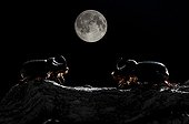 European rhinoceros beetle at night and the moon - Spain