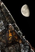 Death's-head Hawkmoth at night under the moon - Spain