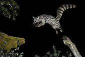 Common genet jumping at night - Spain