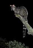 Common genet on a branch at night - Spain