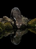Beech Marten on bank at night and its reflection - Spain