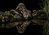 Beech Marten on bank at night and its reflection - Spain