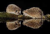 European hedgehogs at night and their reflection -Spain
