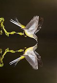Grey Wagtail drinking water and its reflection - Spain