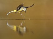 Grey Wagtail flying and its reflection - Spain
