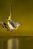 Grey Wagtail on a branch and its reflection - Spain