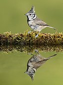 European Crested Tit on bank and its reflection - Spain