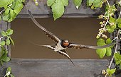 Barn Swallow flying through a window - Spain