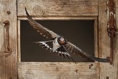 Barn Swallow flying through a window - Spain 1st place, birds, Oasis 2013