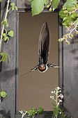 Barn Swallow flying through a window - Spain