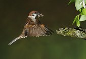 Eurasian Tree Sparrow flying with its prey - Spain