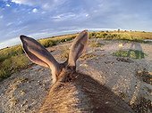 Aardvark ears in Namibia
