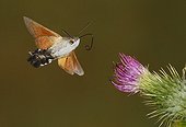 Hummingbird hawk-moth in flight - Spain