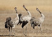 Common Cranes singing - Spain