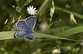 Idas Blue on leaf - Denmark 