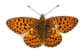 Pearl-bordered Fritillary on white background