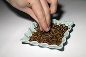 Woman eating mealworms dried Micronutris  ; Micronutris is the first European company specializing in the breeding and development of products based on edible insects for food.